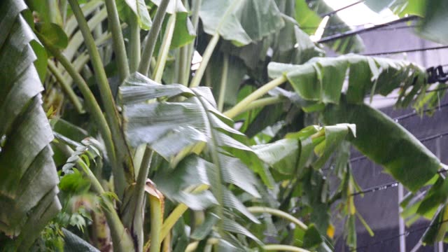 Sintflutartige-Regenfälle-im-Garten-weht-ein-Bananenblatt.