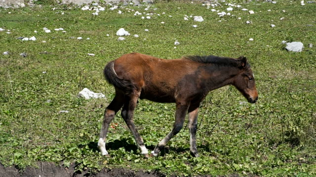 A-brown-male-foal