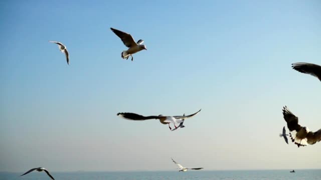 Las-gaviotas-vuelan-sobre-el-mar.-Cámara-lenta.