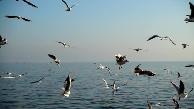 Las-gaviotas-vuelan-sobre-el-mar.-Cámara-lenta.