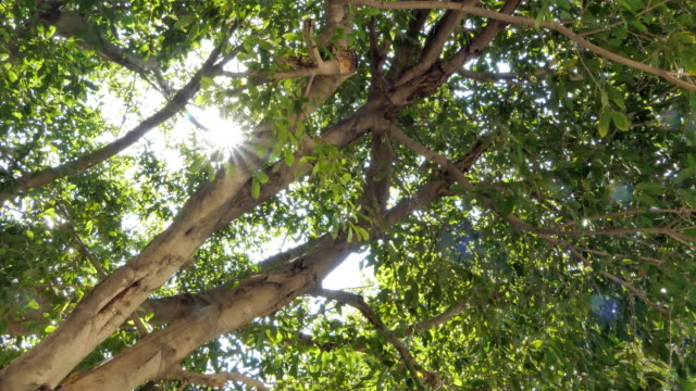 Sonnenlicht-bricht-durch-Bäume