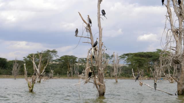 Aves-cormoranes-grande-sentarse-sobre-las-ramas-secas-de-los-árboles-inundados-en-lago-Naivasha
