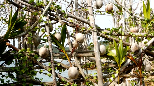 Kokosnüsse-wachsen-als-Dekoration-im-Garten.-Exotische-tropische-Kokosnuss-Palmen-mit-grünen-Blättern-hängen-von-Sonne-beschienen.-Weg-zum-Strand-auf-Koh-Phangan