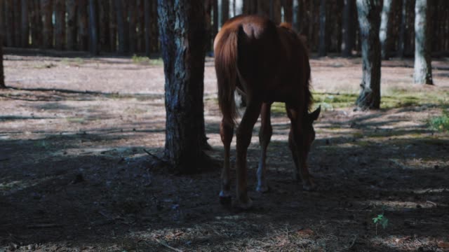 Young-foal-walking-in-the-woods