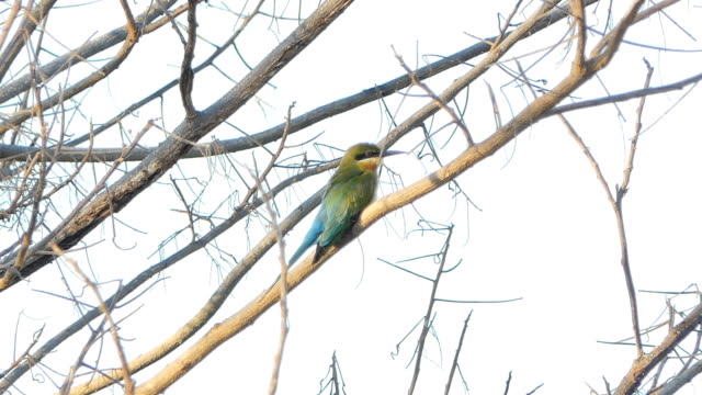 Pájaro-en-rama-de-abejaruco-de-cola-azul.