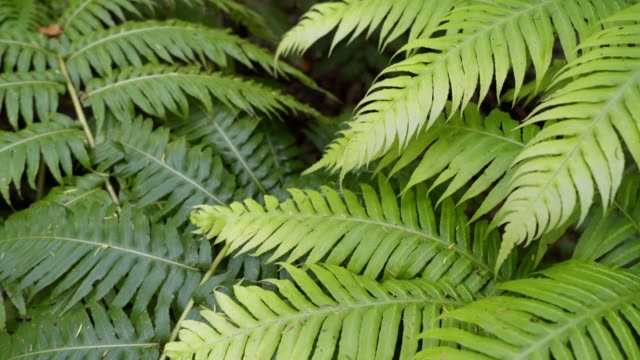 Matorrales-de-helechos-en-un-bosque-tropical-húmedo