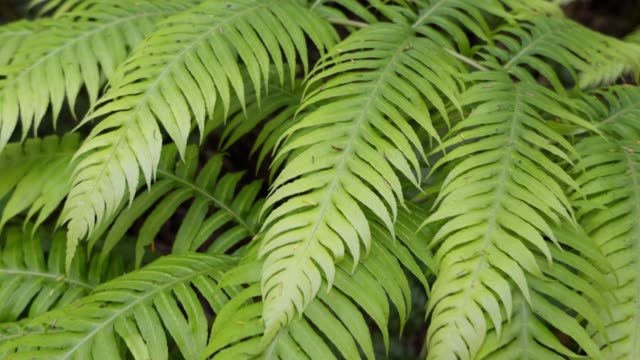 fern-in-a-magical-enchanted-tropica-forest