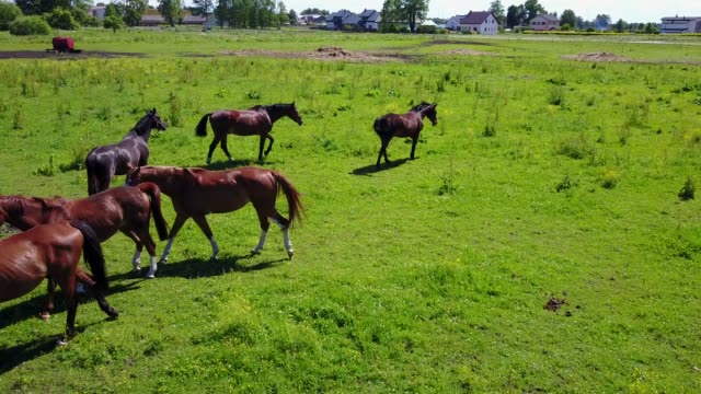 Vista-aérea-de-los-hermosos-caballos-en-el-campo