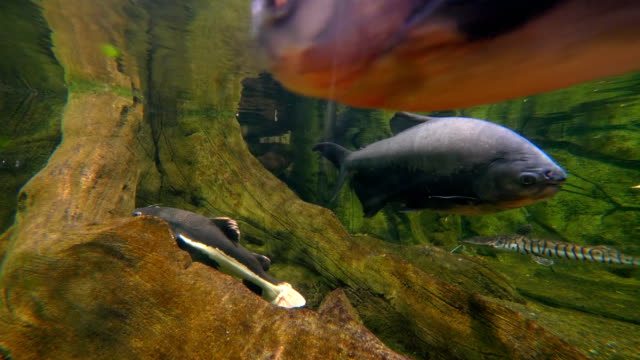 Das-Fischen-Sie-unter-Wasser-in-4-k-Slow-Motion-60fps
