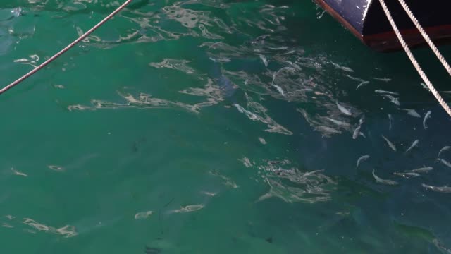 Shoal-fish-swim-on-the-surface-of-the-sea-on-a-Sunny-day-slow-motion