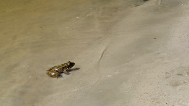 Grüner-Frosch-sitzt-an-einem-Flussufer-im-Wasser