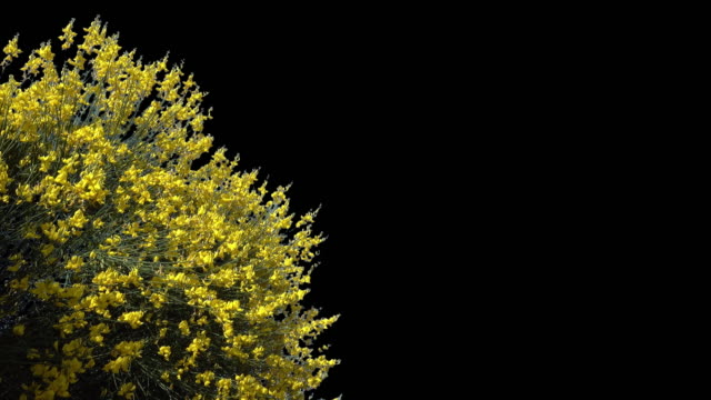 Arbusto-de-floración-amarillo-recorte-de-máscara-alfa-ingenio,-Calicotome-spinosa,-retama-Espinosa,-retama-Espinosa.