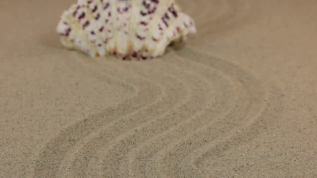 Annäherung-an-eine-schöne-weiße-Muschel-stehend-auf-einem-Zickzack-hergestellt-aus-Sand.