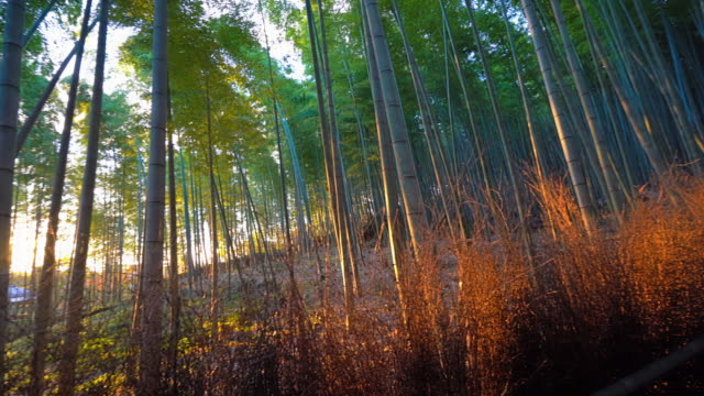 Wunderschönen-Bambuswald-in-Arashiyama-Kyoto-Stadt