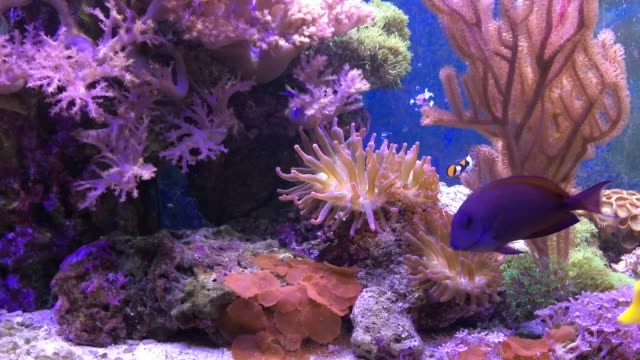 Marine-Aquarium-voller-tropischer-Fische-und-Pflanzen.