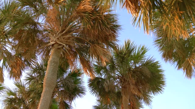 Kokosnuss-Palmen,-wunderschöne-tropische-Hintergrund