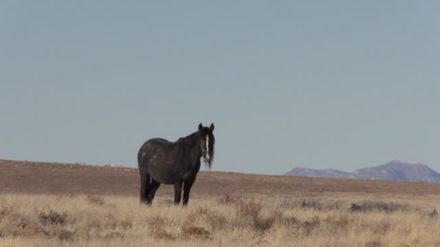 Wildes-Pferd-in-der-Wüste-von-Utah
