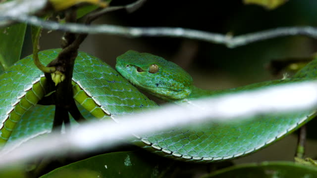 Vogeli-green-pit-viper