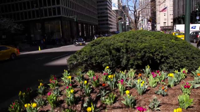 NEW-YORK---30.-März-2016:-Timelapse-Tulpen-blühen-auf-der-Park-Avenue-in-New-York-City