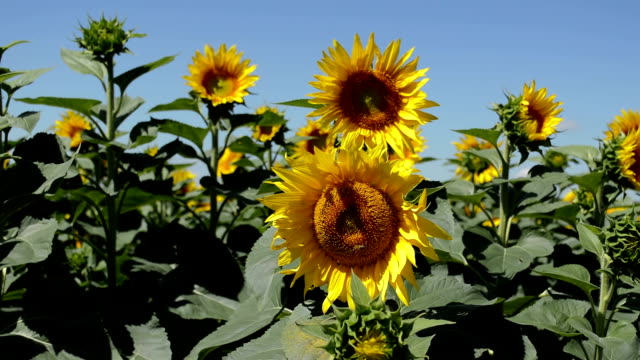 Große-Sonnenblume-mit-einer-Biene-auf-Sie