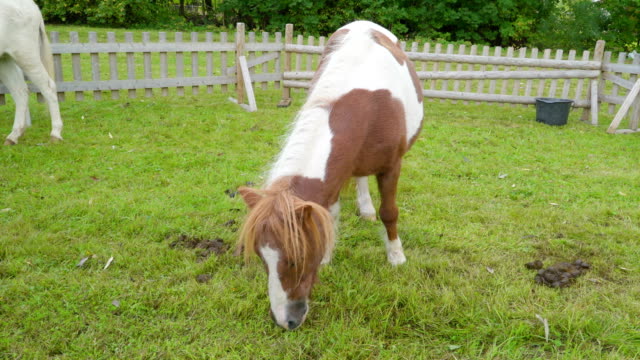 Un-caballo-pony-manchado-marrón-y-blanco-dentro-de-la-pluma