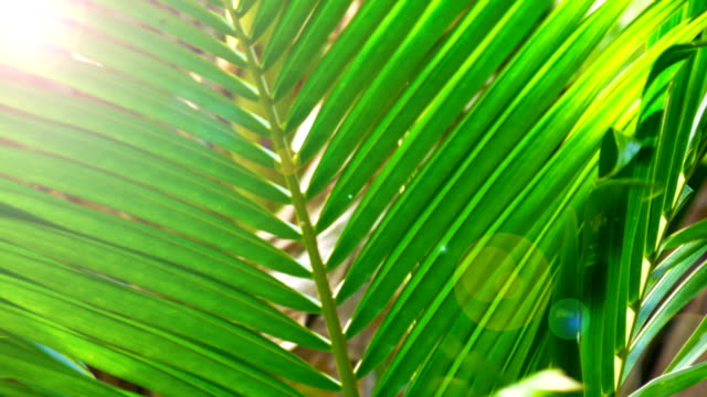 Closeup-grünen-Kokos-Blatt.
