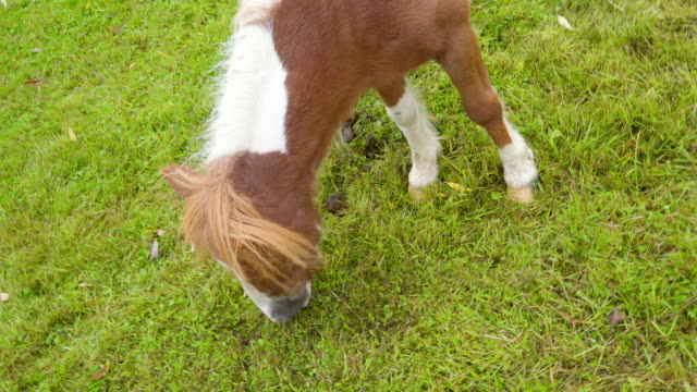 Die-Draufsicht-des-braunen-Pony-mit-weißen-Streifen-Haare