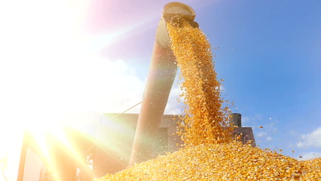 Harvest-corn-slow-motion