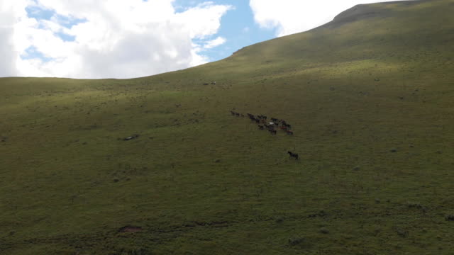 Drone-shot-of-a-herd-of-horses-grazing-in-a-meadow-in-the-mountains.
