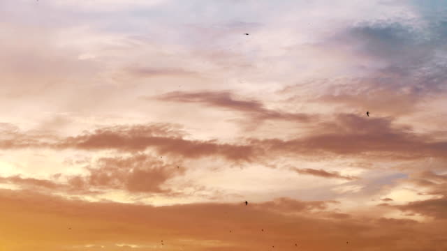 Aves-voladoras-en-el-hermoso-cielo-al-atardecer-en-4k-lento-movimiento-60fps