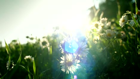 Flores-de-luz-ensueño,-Margarita-como-en-un-sueño-tranquilo