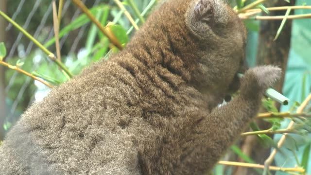 Lemur-sitzt-auf-einem-Ast-und-frisst-die-Blätter-eines-Baumes.