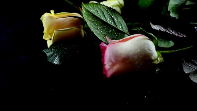 The-falling-rose-on-a-black-background.-Slow-motion.