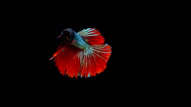 Super-slow-motion-of-vibrant-Siamese-fighting-fish-(Betta-splendens),-well-known-name-is-Plakat-Thai