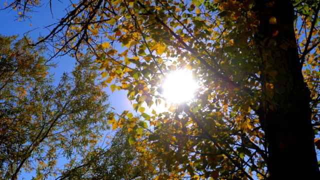 Hojas-de-otoño-amarillo-en-una-rama-de-árbol-contra-el-brillante-el-sol-y-cielo-azul