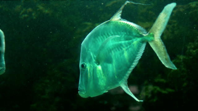 Fish-underwater-in-4k-slow-motion-60fps