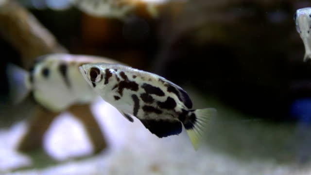 Fish-under-water-in-4k-slow-motion-60fps