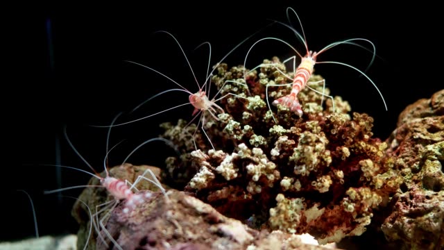 Marine-shrimp-Lysmata-amboinensis-(Cleaner-Shrimp),-It-is-beautiful-small-shrimp