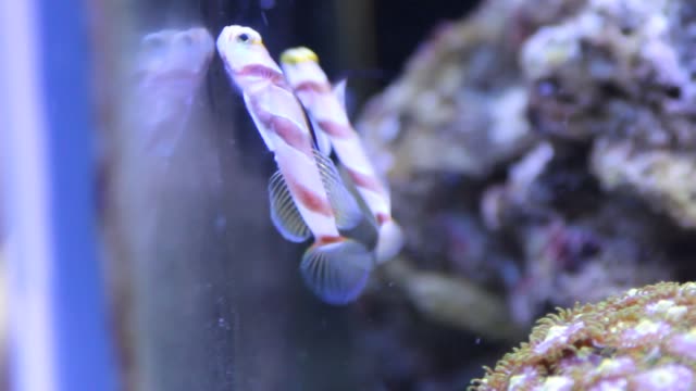 Pez-gobio-de-aleta-larga-en-acuario-de-arrecife