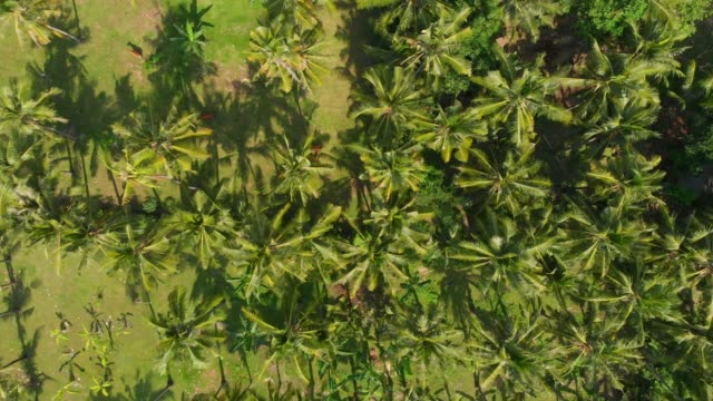 Tropical-view-from-drone-with-coconut-palms-in-Bali.-Aerial-video