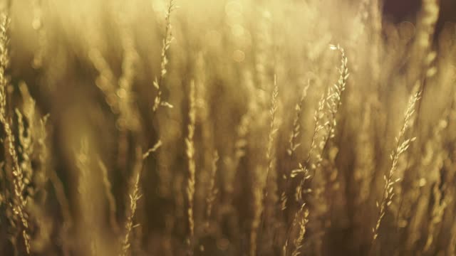 dry-grass-moving-with-the-wind,-bokeh-circles-dancing-in-the-blurry-background