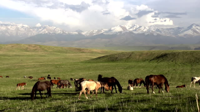 Herd-of-Horses-in-the-Picturesque-Foothills