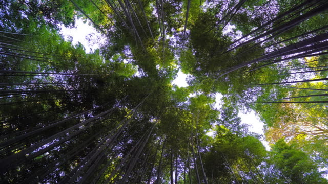 Wunderschönen-Bambuswald-in-Arashiyama-Kyoto-Stadt