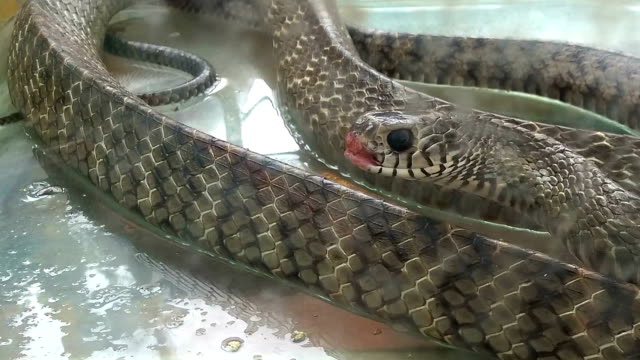 snake-in-a-tank