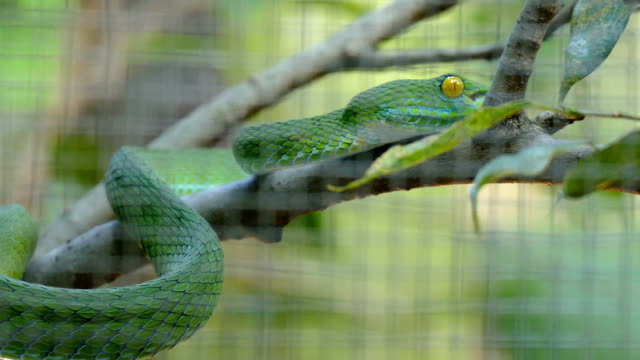 green-snake-in-cage.-Trimeresurus-macrops