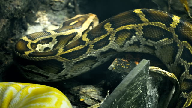 Burmese-python-moving