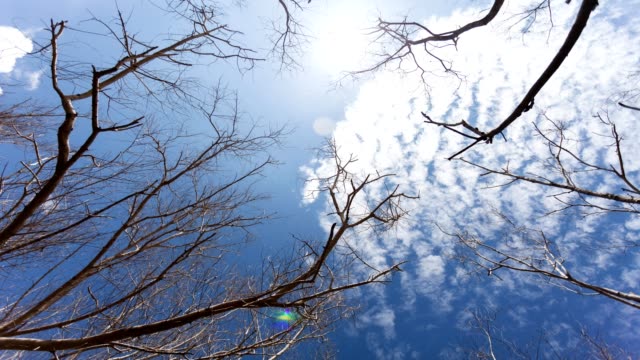 4K-Zeitraffer-von-trocken-und-toten-Baum-mit-abstrakten-Ästen-gegen-strahlend-blauen-Himmel-und-Wolken-bewegen-sich-durch