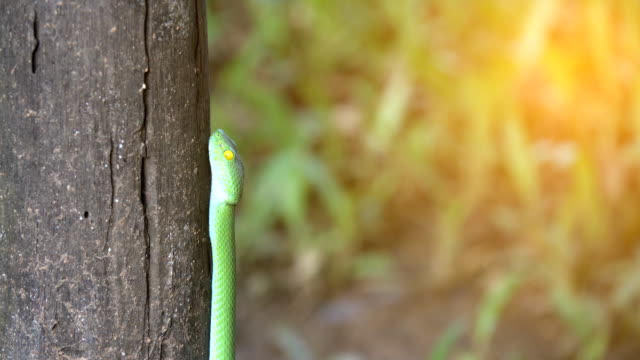 Serpiente-verde-de-hoyo-de-víboras-o-serpiente-albolabris-de-Trimeresurus-en-tronco-de-árbol-sobre-fondo-negro