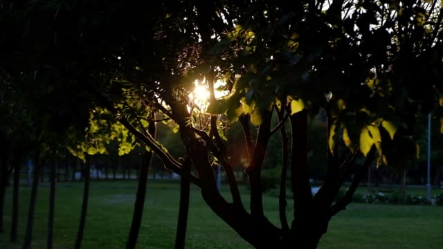 Rayos-del-sol-brillando-a-través-de-exuberantes-hojas-verdes-de-cerca