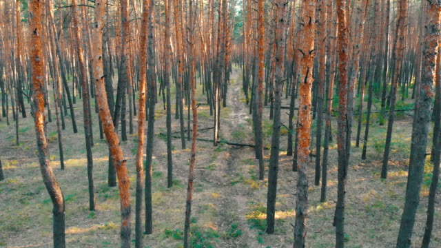 Slow-Flight-Inside-Pine-Tree-Forest.-Aerial-view-with-drone